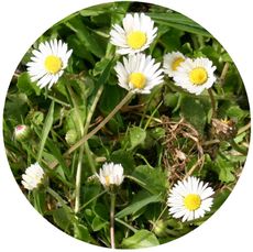 Gänseblümchen-2.jpg